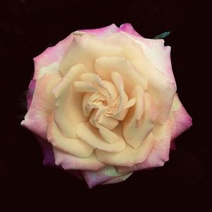 Meet your Posher, Isaac